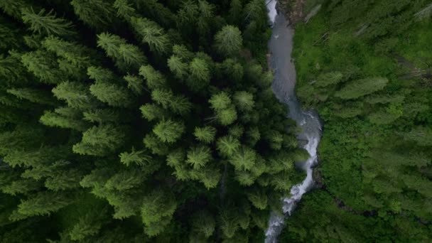 Widok z lotu ptaka górskiej rzeki lub strumienia w lesie — Wideo stockowe