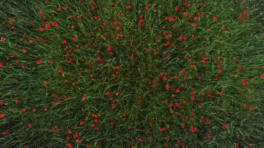 Drone filmleri kırmızı haşhaş çiçek alanı