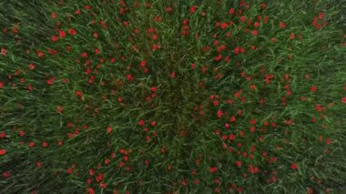 Drone filmleri kırmızı haşhaş çiçek alanı