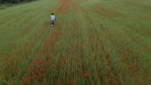 Motociclista paseos en el campo de flores — Vídeos de Stock