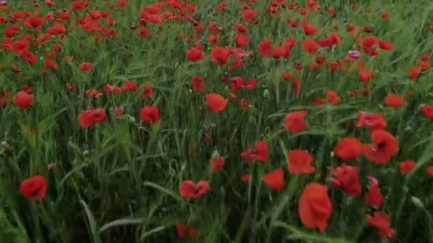 Drönare filmar röd vallmo blomma fältet — Stockvideo