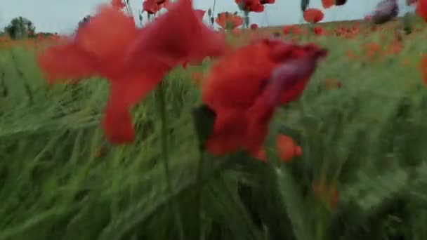 Drönare filmar röd vallmo blomma fältet — Stockvideo