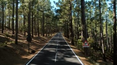 Araba sürücü yaz gün batımı orman yolu resmini uçak