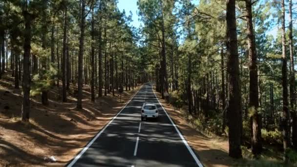 Drone tiro de coche unidad verano atardecer bosque camino — Vídeos de Stock