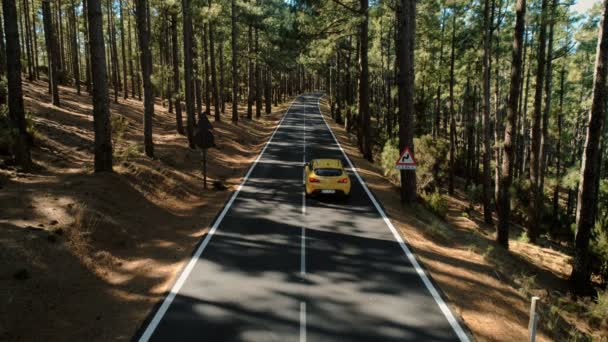 Drone tiro de carro drive verão pôr-do-sol floresta estrada — Vídeo de Stock