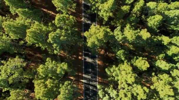 Drone photo de voiture conduire été coucher de soleil route forestière — Video