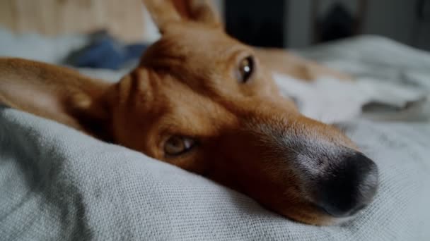 Adorable cute puppy falls asleep in sun — Stock Video