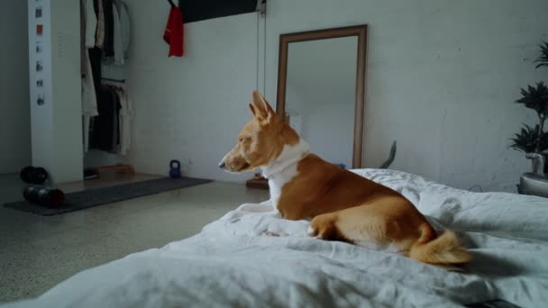 Adorable cute puppy falls asleep in sun — Stock Footage Adorable cute puppy falls asleep in sun Royalty Free Stock Video