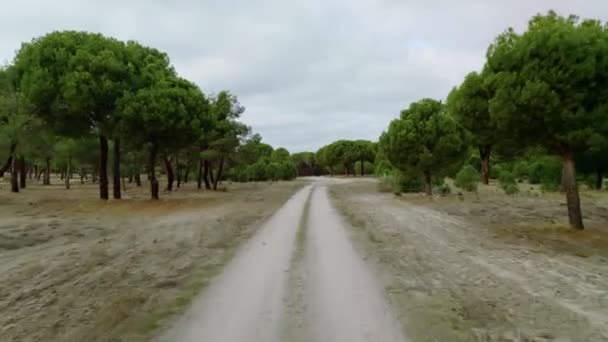 Tiro aéreo de estrada de cascalho na floresta montesa — Vídeo de Stock