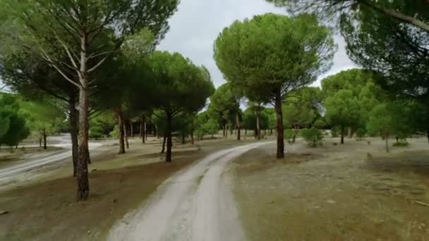 Vue aérienne du chemin de gravier dans la forêt de montagne — Video