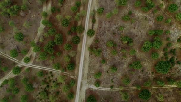 Tiro aéreo de estrada de cascalho na floresta montesa — Vídeo de Stock