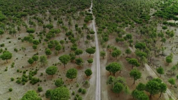 Luchtfoto van Grindweg in Mountain forest — Stockvideo