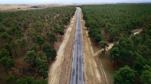 Raksträcka av asfalterad asfaltväg i skogen — Stockvideo