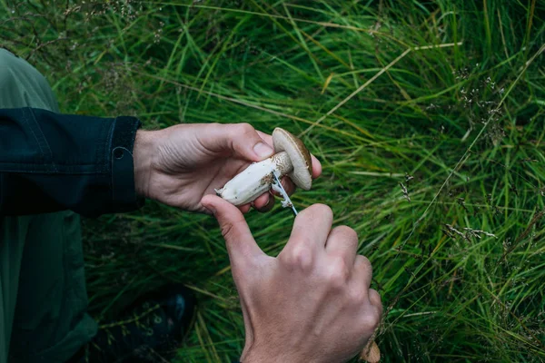 Man cleans mushrooms with pocket knife in forest