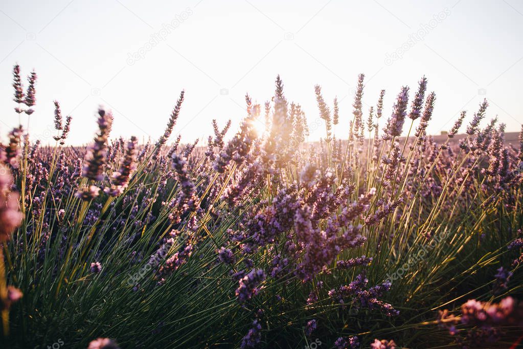 Close up of dreamy lavender flowers at sunset