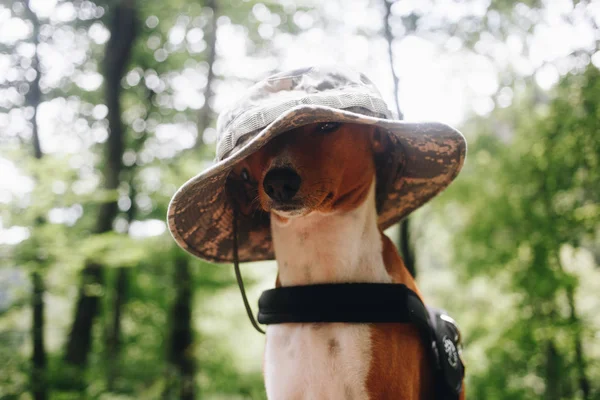 Adorable cute dog in human outdoor hat