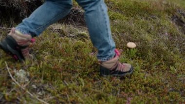 Bahçıvan veya gezgin yabani mantar alır