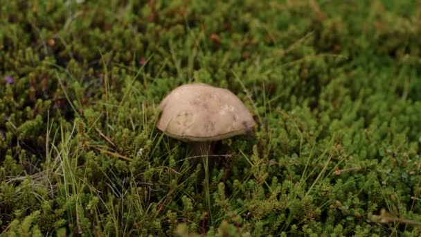 Trädgårdsmästare eller resenär plockar upp vilda svampar — Stockvideo