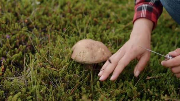 Tuinman of reiziger pakt wilde paddenstoelen op — Stockvideo