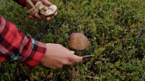 Zahradník nebo cestovatel vybírá divoké houby — Stock video