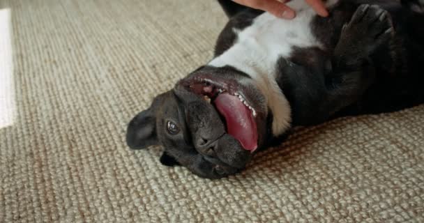 Niedliche verspielte französische Bulldogge im Wohnzimmer — Stockvideo