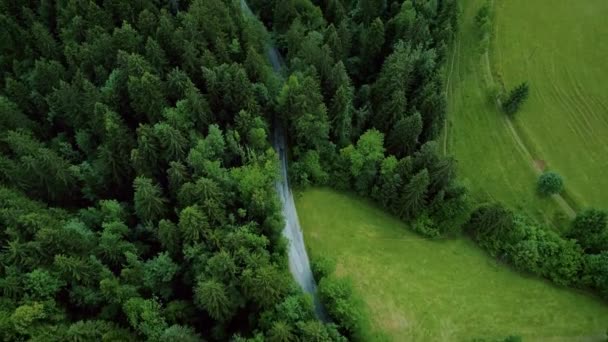 Antena rowerzystów jeździć w epickim zielonym lesie — Wideo stockowe