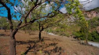 POV yazın dağlık yolda ağaçların arasında yürüyor