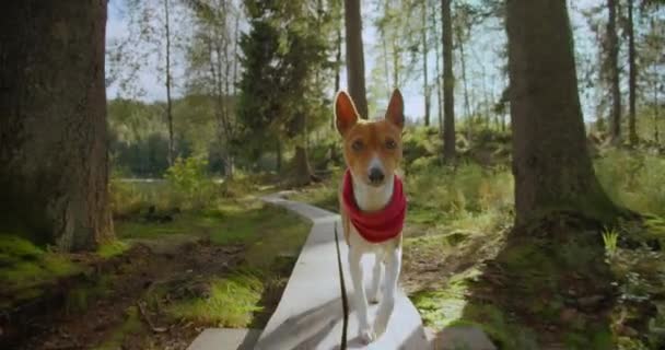 Lindo perro de aventura correr por sendero forestal en verano — Vídeos de Stock