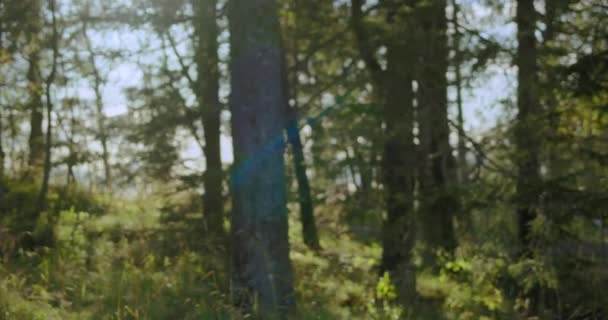 Blogueur de voyage homme avec sac à dos randonnée dans la forêt — Video