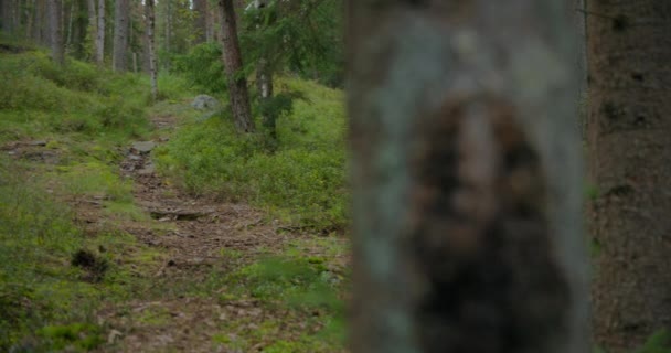 İnsan ve evcil köpek Basenji Orman yürüyüşünde iyi eğlenceler — Stok video