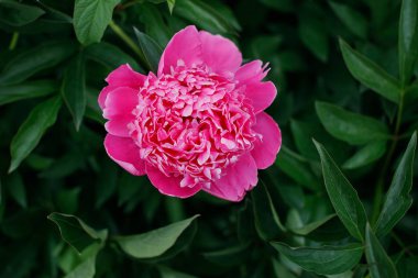 Yeşil zemin üzerine pembe peonies