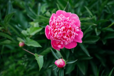 Yeşil zemin üzerine pembe peonies