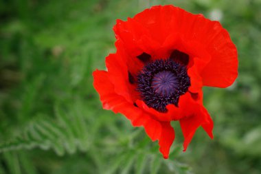 Yeşil zemin üzerine haşhaş çiçek