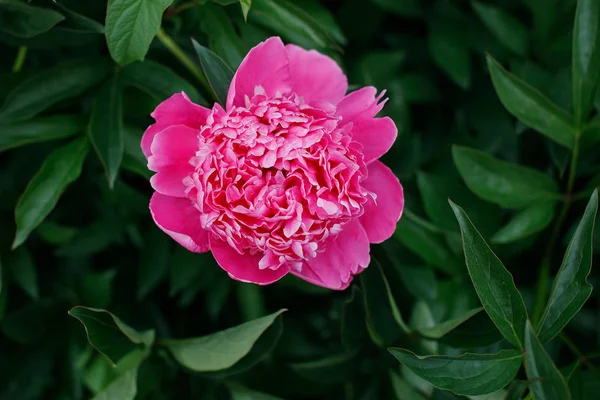 Pink Peonies Green Background — Stock Photo, Image