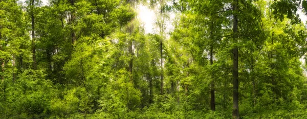 春天的森林全景与阳光 — 图库照片