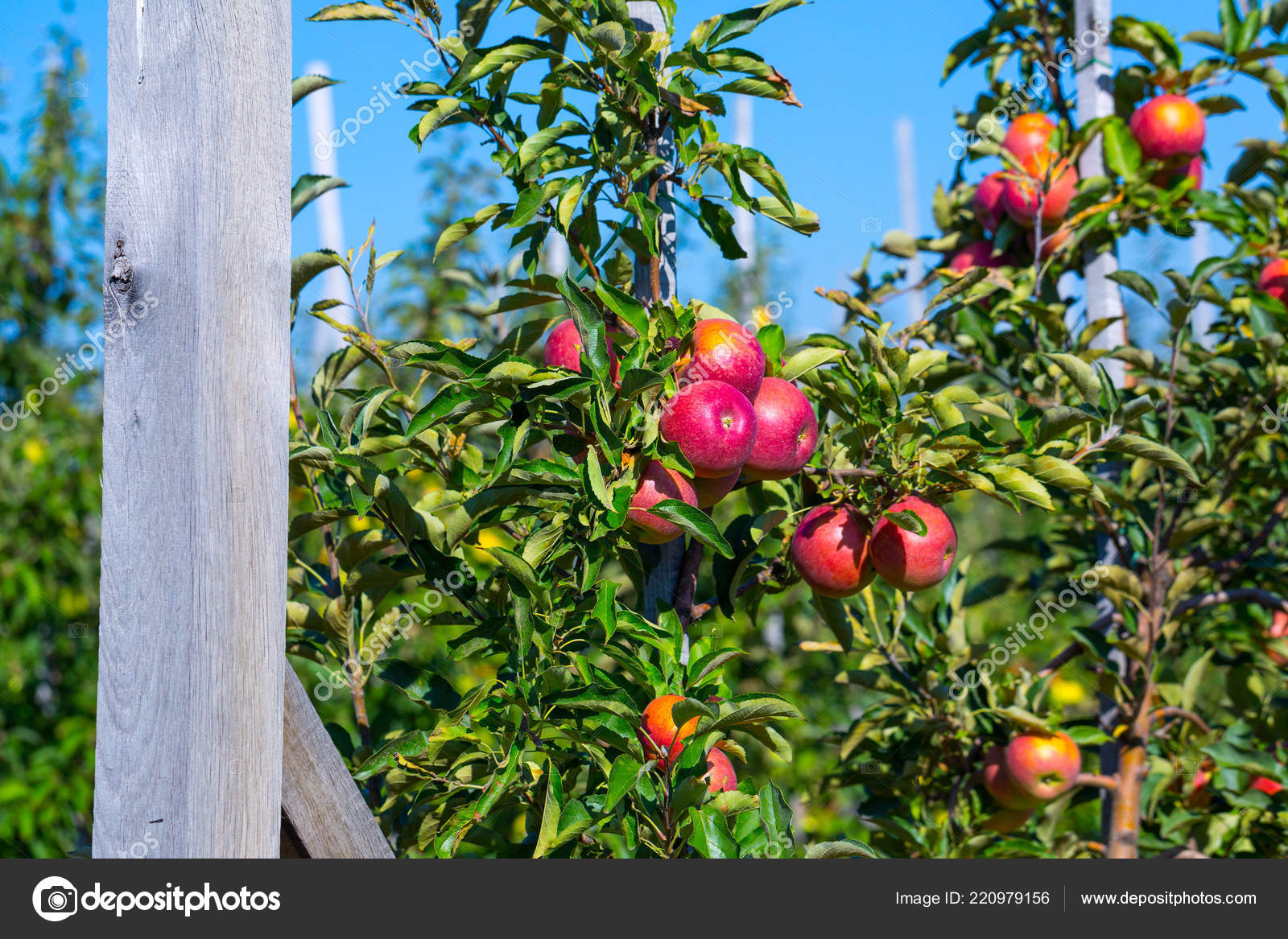 https://st4.depositphotos.com/5749056/22097/i/1600/depositphotos_220979156-stock-photo-ripe-fruits-red-apples-branches.jpg