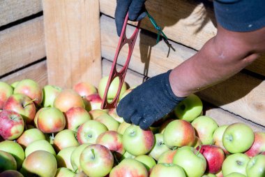 Sıralar ve sadece ağaçlardan toplanan taze Olgun kırmızı elma hasat kalibre çalışanın elinde büyük ahşap palet kaplara katlanır. Farmer'ın bahçelerinde güneşli bir sonbahar günü