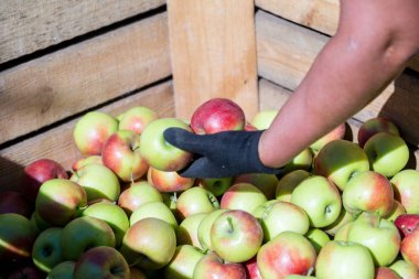 Sıralar ve sadece ağaçlardan toplanan taze Olgun kırmızı elma hasat kalibre çalışanın elinde büyük ahşap palet kaplara katlanır. Farmer'ın bahçelerinde güneşli bir sonbahar günü