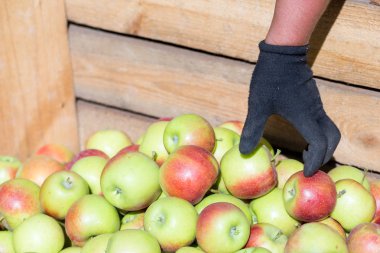 Sıralar ve sadece ağaçlardan toplanan taze Olgun kırmızı elma hasat kalibre çalışanın elinde büyük ahşap palet kaplara katlanır. Farmer'ın bahçelerinde güneşli bir sonbahar günü