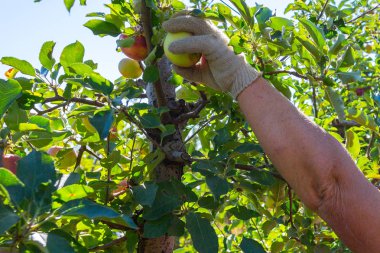 Taze Olgun kırmızı elma ağaçtan toplamak çalışanın el. Farmer'ın bahçelerinde güneşli bir sonbahar günü. Meyve bahçeleri çiftlik üretim kapasitesi.