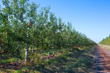 Meyve elma ağaçlarının dalları üzerinde olgun elma ile elma bahçesi. Sonsuz perspektif sonsuz satır bitkilerin büyük bir tarım çiftliği.