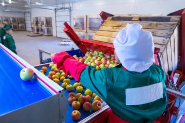 Çalışanın taze olgun elma sıralama satırında sıralar. Sınıflandırma, ambalaj ve depolama büyük tarım firmaların ürünlerin üretim tesisleri.