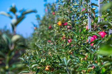 Olgunlaşmış meyve olan genç elma ağaçlarının dalları üzerinde kırmızı elma. Farmer'ın bahçelerinde güneşli bir sonbahar günü.