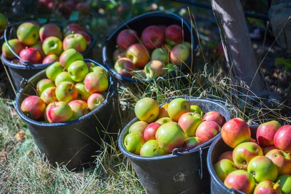 The harvest of fresh ripe red apples just collected from the branches are folded into large plastic buckets. A sunny autumn day in farmer\'s orchards. Production capacity of a orchards farm.