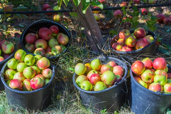 The harvest of fresh ripe red apples just collected from the branches are folded into large plastic buckets. A sunny autumn day in farmer\'s orchards. Production capacity of a orchards farm.