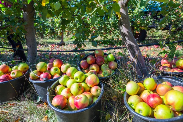 The harvest of fresh ripe red apples just collected from the branches are folded into large plastic buckets. A sunny autumn day in farmer\'s orchards. Production capacity of a orchards farm.