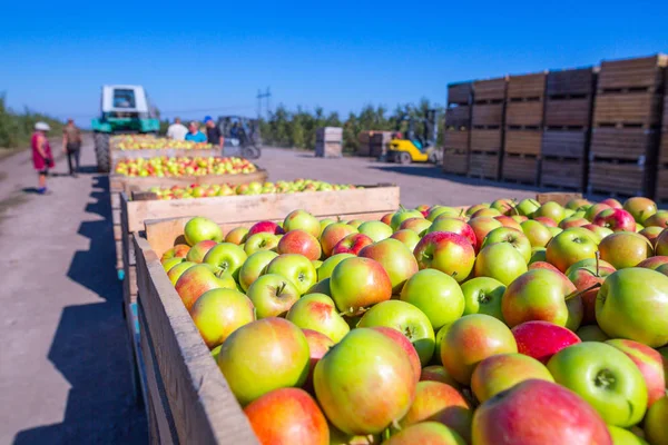 The harvest of fresh ripe red apples just collected from the trees are folded into large wooden pallet containers. A sunny autumn day in farmer's orchards. Production capacity of a orchards farm.