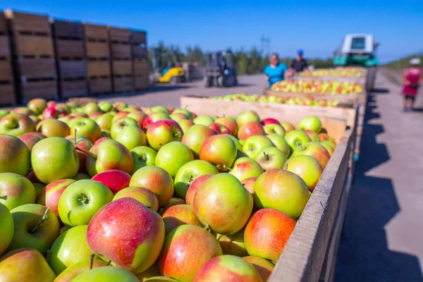 The harvest of fresh ripe red apples just collected from the trees are folded into large wooden pallet containers. A sunny autumn day in farmer\'s orchards. Production capacity of a orchards farm.