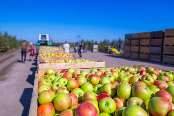 Récolte Des Pommes Rouges Fraîches Mûres Qui Viennent Être Récoltées — Photo