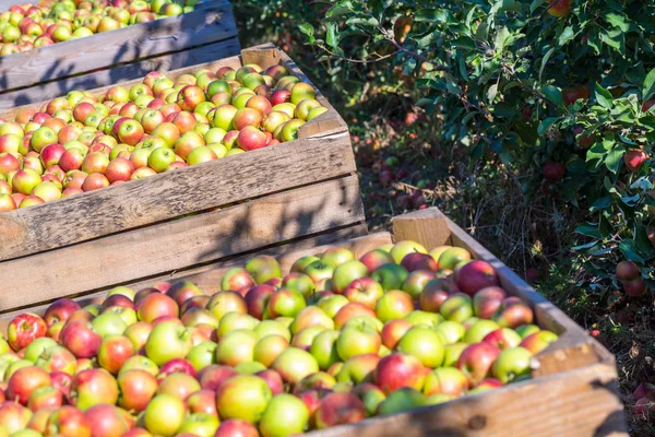 The harvest of fresh ripe red apples just collected from the trees are folded into large wooden pallet containers. A sunny autumn day in farmer\'s orchards. Production capacity of a orchards farm.